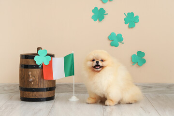 Cute Pomeranian dog with barrel, clovers and Irish flag on beige background. St. Patrick's Day...