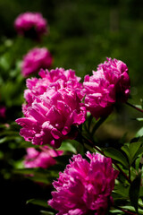 ピンクのシャクヤクの花