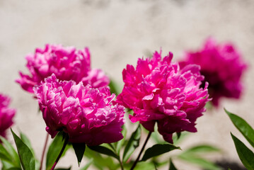 ピンクのシャクヤクの花