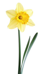 daffodils on isolated transparent background
