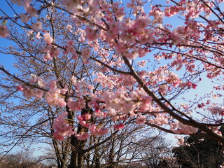 Blooming Beauty: Exploring Japan's Sakura Season