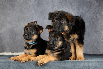 three adorable german shepherd puppies posing together on grey studio background