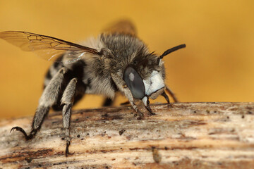 Frontal facial closeup on a cute White-cheeked banded digger bee, Amegilla albigena , Gard, France