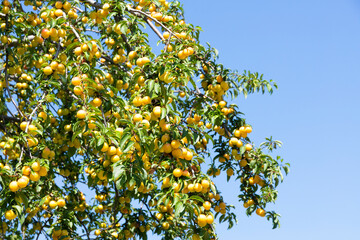 Fototapeta na wymiar Ripe yellow plums on tree branches with green leaves against a blue sky.
