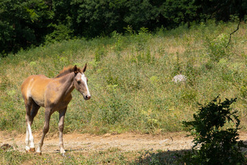 Light brown foal on a mountain pasture.