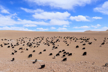 Fototapeta na wymiar Sheep pasture in Tibet,China