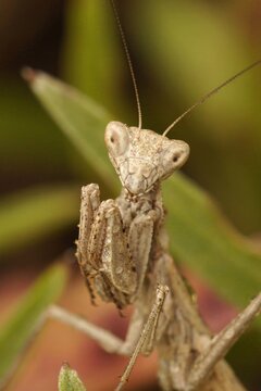 Closeup on a light brown European dwarf praying mantis , Ameles decolor, looking into the lense of the camera