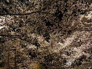 Sakura Spectacular: Exploring Japan's Cherry Blossom Wonderland