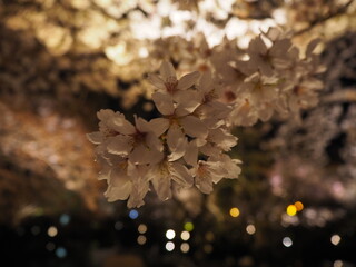 Sakura Spectacular: Exploring Japan's Cherry Blossom Wonderland
