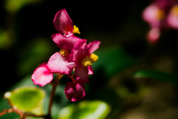 シュウカイドウ