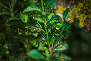 Chenille de la pyrale du buis sur une branche
