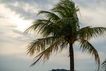 Fototapeta na wymiar palm trees with green branches and coconuts against a sunset sky background