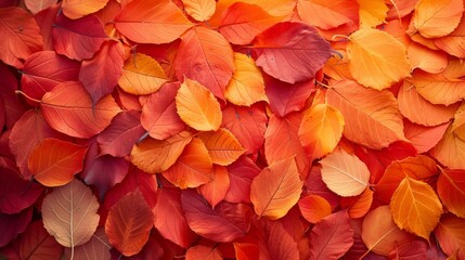 Fototapeta na wymiar Autumnal Abstraction: A mosaic of red, orange, and gold leaves create an abstract representation of the fall season's splendor.