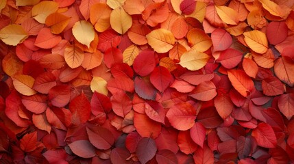 Autumnal Abstraction: A mosaic of red, orange, and gold leaves create an abstract representation of the fall season's splendor.