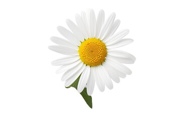 Role of a White Flower in Creating a Serene and Uncluttered Floral Display on a White or Clear Surface PNG Transparent Background.