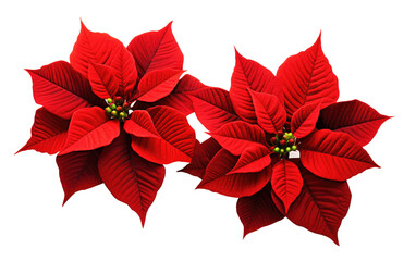 Red Poinsettia Flowers, Brimming with Festive Elegance and Cheer on a White or Clear Surface PNG Transparent Background.