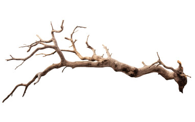 Cutout of a Dead Tree Branch, Tracing the Ephemeral Beauty of Natural Decay on a White or Clear Surface PNG Transparent Background.