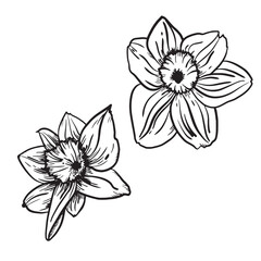 Flowers and Leaves. Hand-drawn graphics. Black and white design for packaging, postcards.