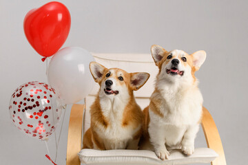 2 cute corgis sitting in a white chair on a white background and with red balloons on valentines day
