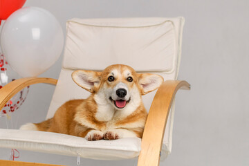 Cute corgi pembroke on white background sitting in a chair with red balloons on valentine's day