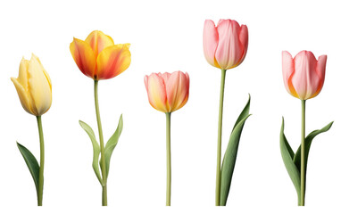 Obraz premium Symphony of Colors in a Tulip Collection, Nature Rainbow Unfolding on a White or Clear Surface PNG Transparent Background.