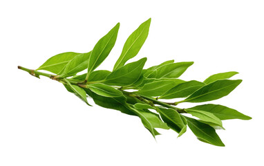 Green Tea Leaves, a Natural Refuge for Those Seeking Rejuvenation and Calm on a White or Clear Surface PNG Transparent Background.
