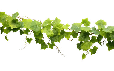 Grape Plant Leaves, Resplendent in Shades of Green, A Winery Canvas on a White or Clear Surface PNG Transparent Background.