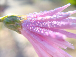 Naklejka premium Beauty of Flowers Drenched in Morning Dew