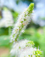 Scent of Apple Mint Flowers