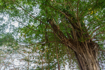 A large, shady old banyan tree in the town square with very dense roots