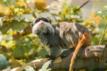 Emperor Tamarin, Saguinus imperator looking sat in tree amongst leaves. Species of tamarin monkey. Protection and conservation of animals