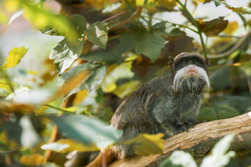 Little monkey with long white mustache, Saguinus imperator, Emperor Tamarin, looking sat in tree amongst leaves. Species of tamarin monkey. Protection and conservation of animals