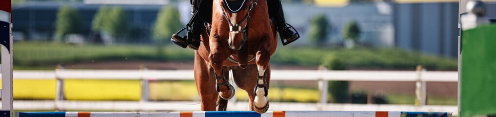 Horse close-up show jumping competition.