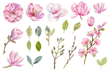 Watercolor pink flowers, magnolia cherry, set of spring plants collection, twigs of delicate summer leaves hand drawn clipart png on a transparent background