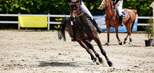 Horse close-up show jumping competition.