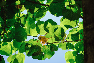 Flowering Kiwi green leaves braiding all kiwi blooms with yellow flowers