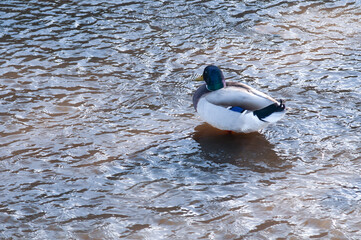 Wild duck on a Galician beach (Spain).