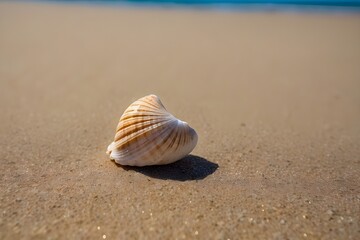 Fototapeta na wymiar A single white shell sits on the sand of a beach. The water in the distance appears blue. The image is focused on the shell, which has a striped pattern. The sand is golden brown,seashell on the beach