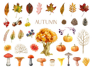 Autumn nature element watercolor painted set. Hand drawn forest mushrooms, fallen leaves, berries, flowers, tree collection. Autumn season forest elements collection in warm colors