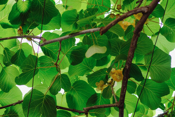 Flowering Kiwi green leaves braiding all kiwi blooms with yellow flowers
