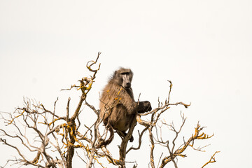 Cape baboon or Chacma baboon (Papio ursinus) sitting high in a tree as a lookout and facing the...