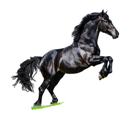 Elegant and beautiful black horse running and jumping on transparent background PNG.