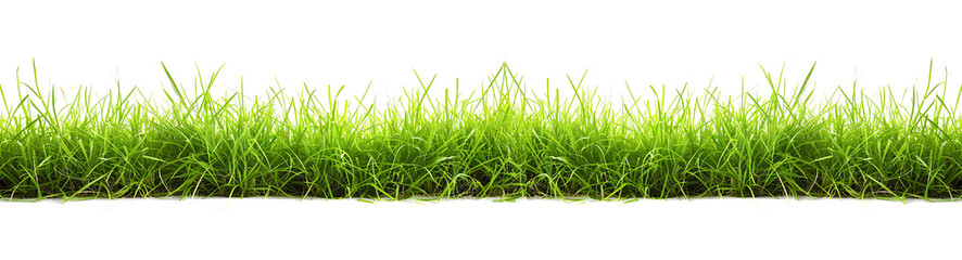 Green grass on transparent background PNG