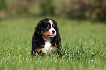 Cute fluffy Bernese Mountain Dog puppy in the garden