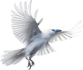 Obraz premium Crow, Close-up colored-pencil sketch of a crow 