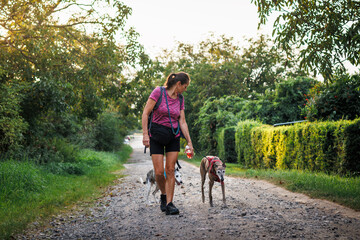 Dog walking outdoors. Woman pet owner with her greyhounds doing obedience training