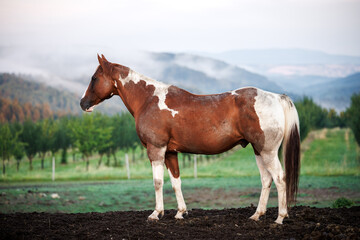 Paint horse at ranch in countryside. Rural scene with animal