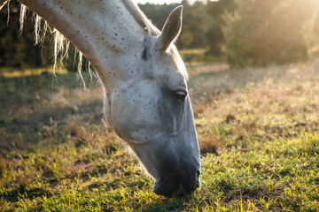 Portrait od white horse grazing grass on pasture during sunset. Kladruber Czech horse breed