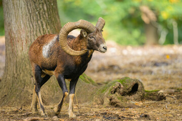 Fototapeta premium A European mouflon in a park in autumn