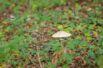 Parasol moushroom growing in a deciduous forest